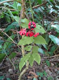 Image result for Phyllanthus macranthus