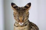The 10 Most Unique Looking Cat Breeds - iHeartCats