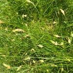 Image result for Abildgaardia ovata