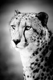 Black And White Cheetah Photography Cheetah Art Photograph Black And White Photography Nature Etsy Animals Black And White Animal Photography Cat Photography