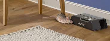 Mice have landed on these traps in our home. 7 Mouse Trap Mistakes You Re Making
