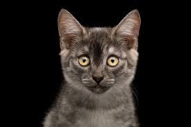 Some older cats do not have severe symptoms, but. Cat Parvo Elwood Vet