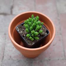 Image result for Euphorbia memoralis