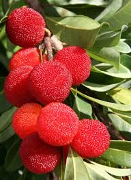 Le Rouge A Rungis L Arbousier Buah Tropis Pohon Buah Buah