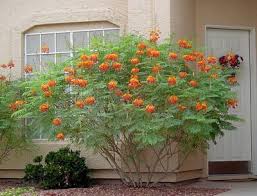 Image result for Caesalpinia rubra