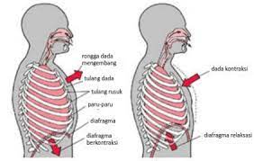 Proses pernafasan manusia, biologi sma, kelas xi, yosi skanda mirza. Jelaskan Perbedaan Pernapasan Dada Dan Pernapasan Perut Mastah