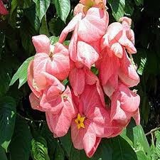 Image result for Mussaenda