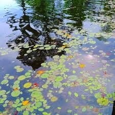 Water Pond Lilies Lake River Reflection Closeup Water Lilies In Lake Sponsored Paid Paid Pond Reflection Closeup Lily Pond Water Pond Water Lilies
