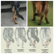 Hock Walkers German Shepherd Facts German Shepherd Funny German Shepherd Dogs