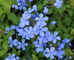 Any native plant growers (enthusiasts) out there? Plant Of The Month For August 2019 Plumbago West Hawaii Today