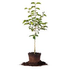We did not find results for: Fuyu Persimmon Tree For Sale Buy Persimmon Trees Perfect Plants