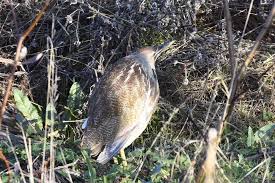 Image result for Burttia prunoides