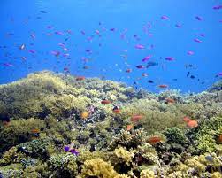 Maybe you would like to learn more about one of these? Sebutkan 10 Hasil Laut Indonesia Inilah Jawabannya