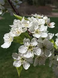 Flowering trees of the world discussion threads. What Is That Flowering Tree Elements Studio