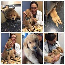 Ratings, reviews and photos from the local customers and articles about belmont shore veterinary hospital. Belmont Shore Veterinary Hospital 180 Photos 216 Reviews Veterinarians 6222 E Pacific Coast Hwy Long Beach Ca Phone Number Yelp