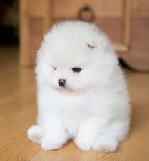 Free snap lead $28 value for dogs over 15 lbs. Pomeranians Puppies For Sale Near Me Online Shopping