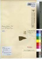 Image result for Peddiea