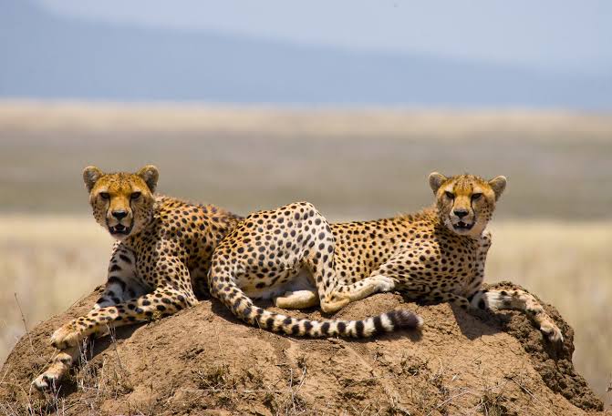 8 Days Safari in Kenya - Wild Whispers Africa