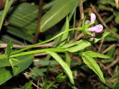Image result for Monopsis stellarioides