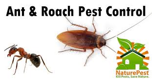 10 most common types of pests in australia. Exterminator Cost In Miami From 39 786 222 7069