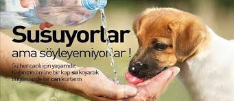 Hayvanlara Yonelik Sosyal Sorumluluk Projeleri Ekolojist Net