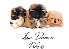 Some of the coloring page names are 1503 best svg images on silhouette design silhouettes and coffin, pekingese clip art at vector clip art online royalty public domain, clipart of a retro vintage black and white pekingese dog royalty vector illustration by, pekingese dog vector nhfgc image provided epicentro festival. Colour And Markings In The Pekingese Colores Y Marcas En El Pekines Lion Dance Criadero De Pequines Pekingese Kennel