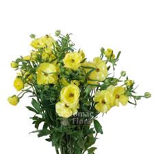 Image result for Ranunculus stagnalis