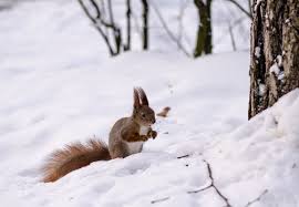 Keine ratte war jetzt in der stadt zu sehen. Bilder Von Hornchen Winter Schnee Tiere