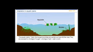 Submerged plants performing photosynthesis will absorb these ions and so it will reduce the ph of the water. Adaptation In Aquatic Plants Youtube