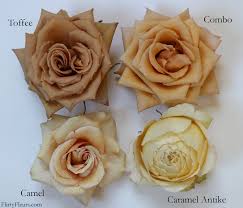 Providing fresh flowers, greens, and floral supplies to the industry since 1962. Brown Rose Color Study With Mayesh Wholesale Flirty Fleurs The Florist Blog Inspiration For Floral Designers