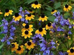 Rudbeckia Triloba Et Lobelies Bee Friendly Plants Native Plant Gardening Sun Loving Plants