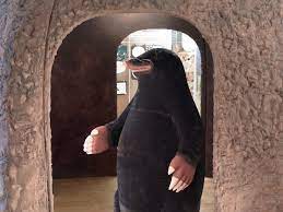 Talpa umfasst, wurde bereits im mittleren miozän (vor ca. Maulwurf Talpa Europaea Am Eingang Zur Bodenausstellung Copyright Senckenberg Gesellschaft Fur Naturkunde Fotos Proplanta De