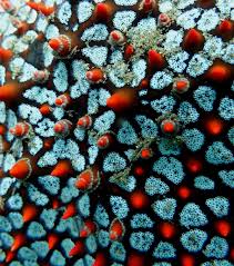 Image result for Pentanisia sykesii