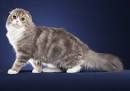 Scottish Fold Longhair - All about them - Scottish Fold ...