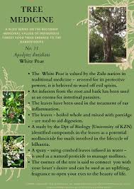 Image result for Apodytes