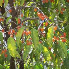 Image result for Mimusops