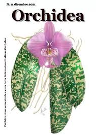 Image result for Microcoelia bulbocalcarata