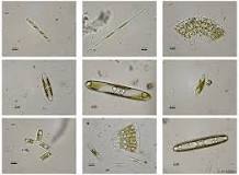 Image result