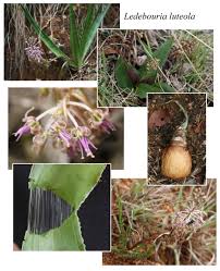 Image result for Ledebouria luteola