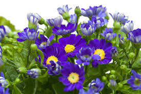 Image result for Pericallis hybrida