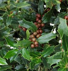 Its average texture blends into the landscape, but can be balanced by one or two finer or coarser trees or shrubs for an effective composition. Ilex X Christmas Jewel Piedmont Carolina