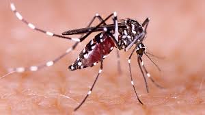 Pilas con el dengue! Siga estas recomendaciones para prevenirlo - La  Cultural FM