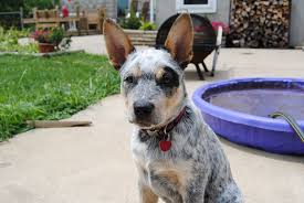 Episodes usually start when the dog is six months to three years old and is stressed or overly excited. Blue Heeler Puppy By Spunk Ness On Deviantart