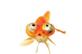 Check spelling or type a new query. Goldfish Facts And Photos