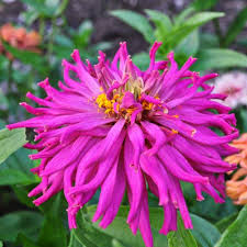 verse 1 the one who was and is and is to come the first and last, the everlasting one the morning star far brighter than the sun his soon return will shake the skies above. Cactus Flower Mix Zinnia