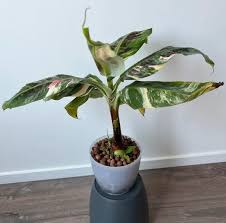 Image result for Musa Cavendish