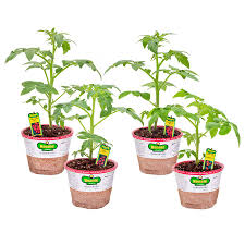 It's no wonder, either, as plants Bonnie 25 Oz Better Bush Tomato Patio Tomato Husky Cherry Red Tomato Plant Lowes Com Cherry Red Tomatoes Patio Tomatoes Plants