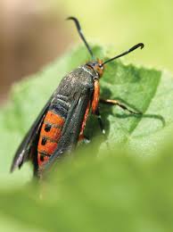 How to get rid of bugs on zucchini org. Living With Squash Vine Borer Insects In The City