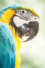 Birds That Start With F Nyc Macaw 3 0 F Lr 6 11 14 J011 Beautiful Birds Cute Birds Bird Pictures