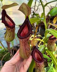 Image result for Hermannia burkei